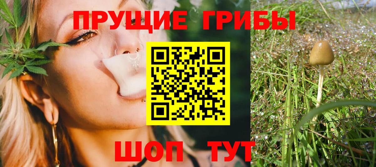 Дербент  Псилоцибиновые грибы Cubensis  Вход с VPN 
